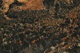 Polished Petrified Wood (Araucarioxylon) - Arizona #284321-1